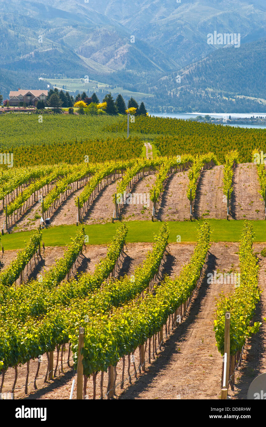 USA, Washington, Lake Chelan. Benson-Weinberge-Weingut ist das einzige 100 % Weingut in der Lake Chelan AVA. Stockfoto