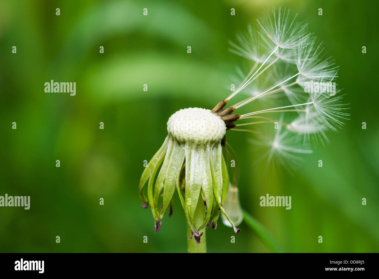 Commander In Chief. Makro-Ansicht einer Löwenzahn Blume mit ein paar Samen in die gleiche Richtung schaut. Stockfoto