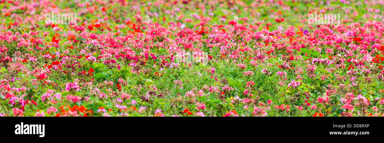 Blumenbeet Panorama. Panoramablick auf einen Sommer voller roten und rosa Blüten und grünen Rasen Blumenbeet Stockfoto