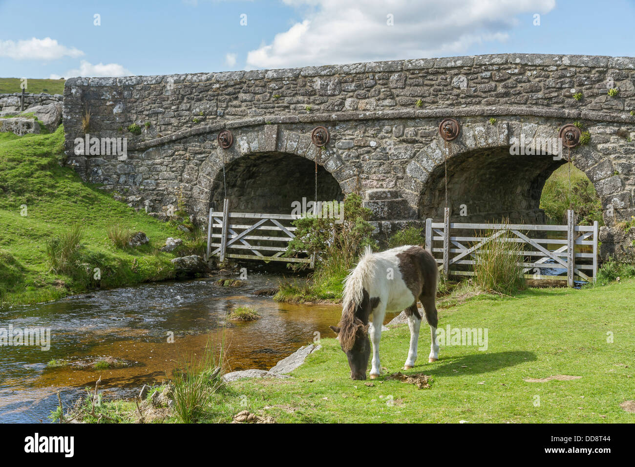 England, Devon, Dartmoor, Stream & pony Stockfoto