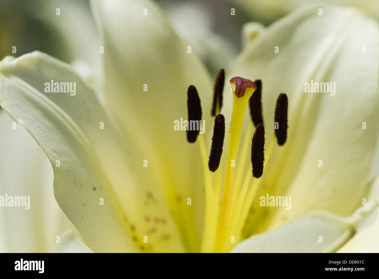 Schön Schönheit. Makro-Ansicht des Herzens der weißen Lilie Blume Stockfoto