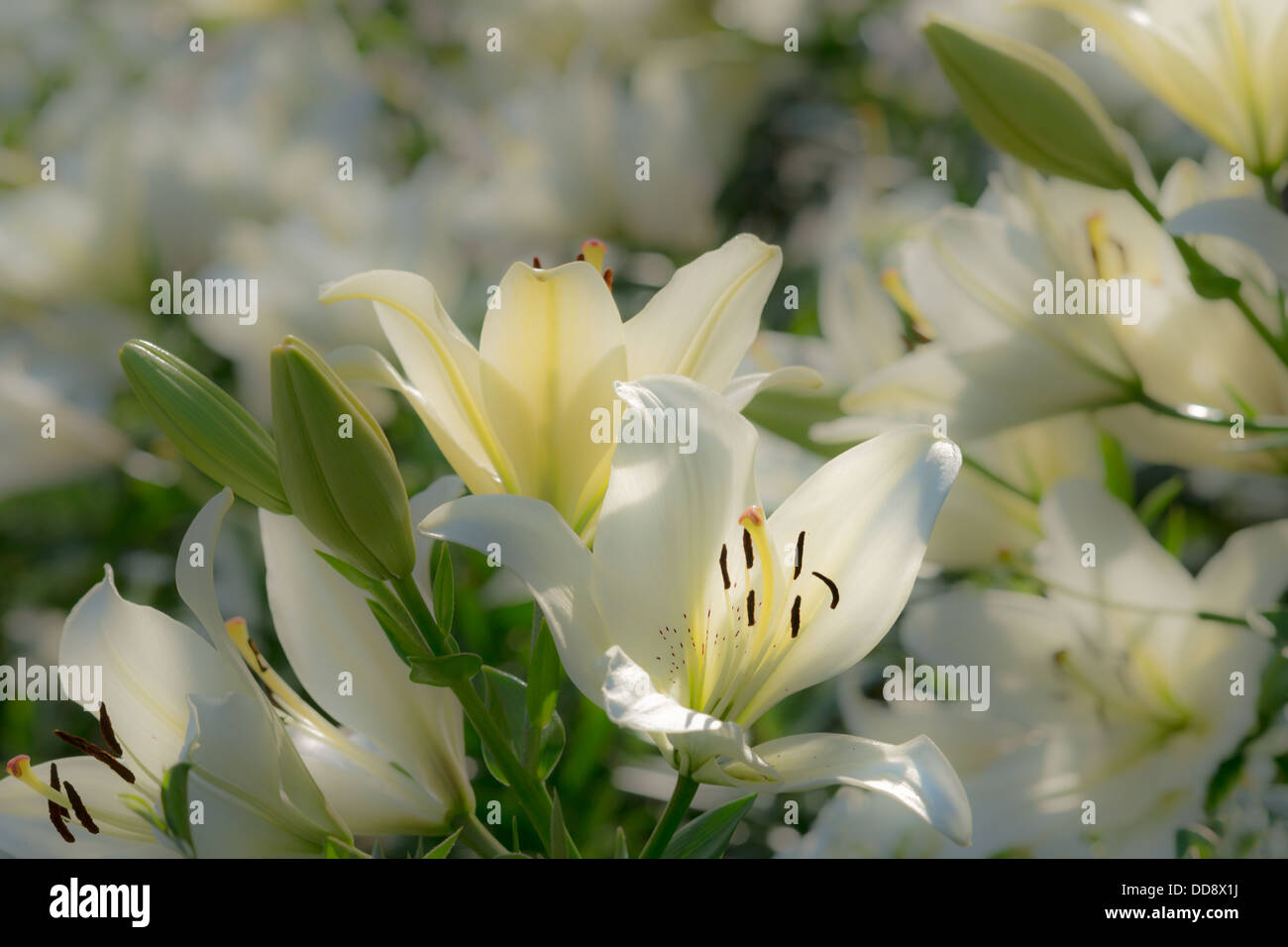 Weiß auf weiß. Blumenbeet von weißen Lilien in Pastellfarben und unscharfen Hintergrund. Stockfoto