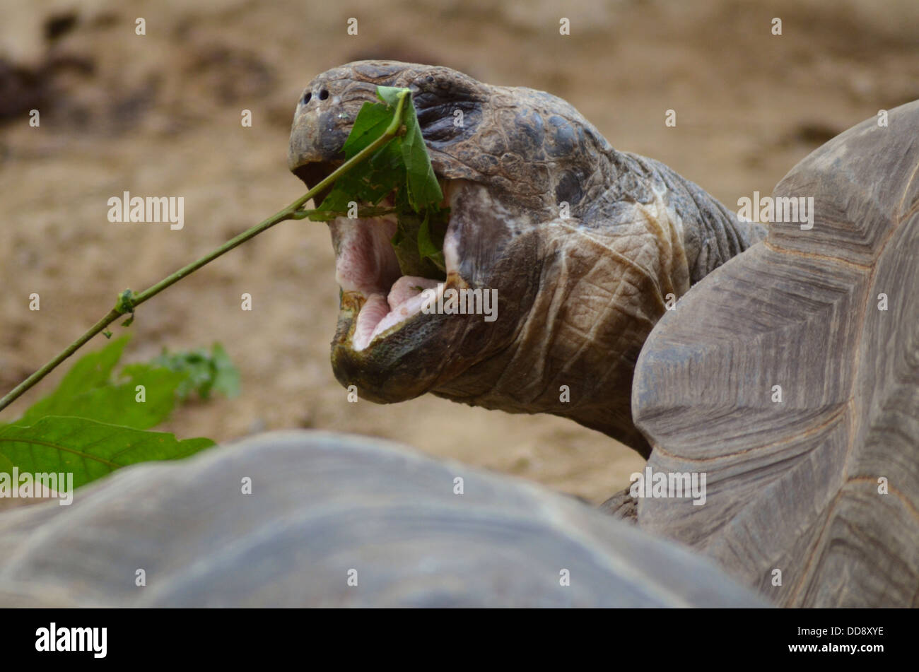 Galápagos-Schildkröte Essen ein Blatt Stockfoto