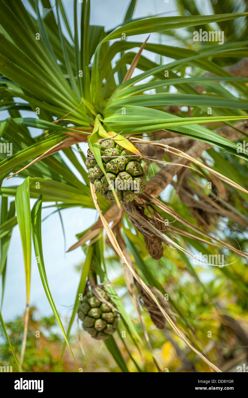 Noni-Frucht (Nonu Morinda Citrifolia Rubiaceae) wächst auf One Foot Island in Aitutaki Lagune Stockfoto