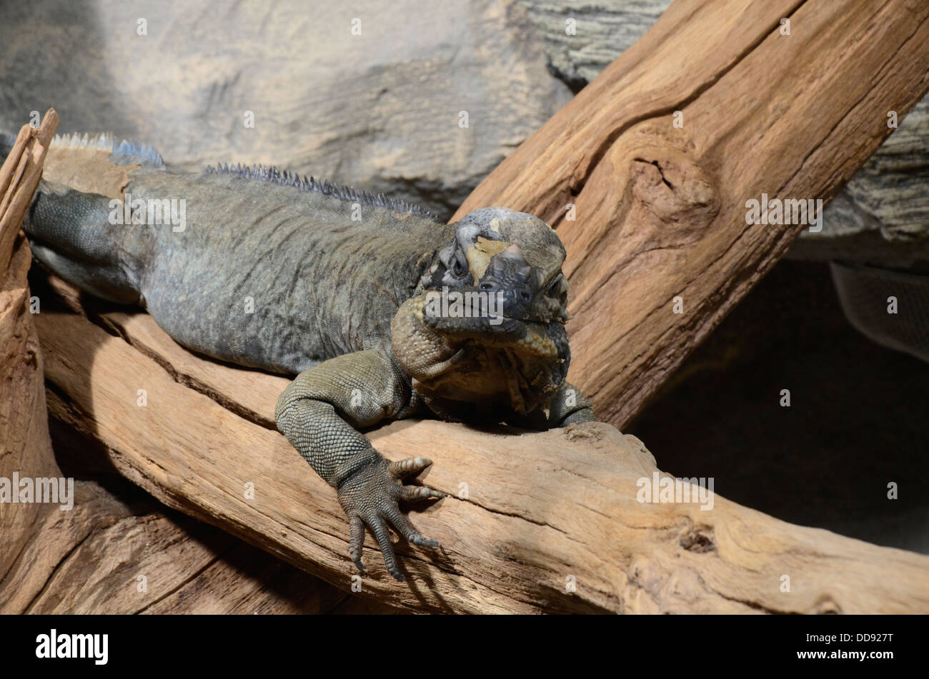 Rhinozeros-Leguan liegend auf einem Baum-Protokoll Stockfoto