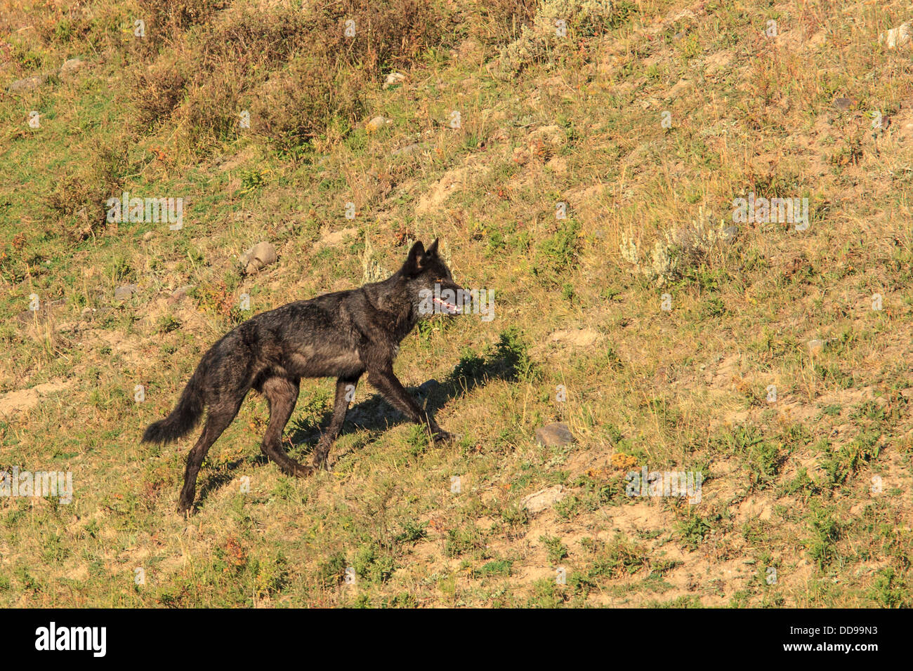 Schwarzer Wolf von Mollies Pack in Lamar Valley. Yellowstone-Nationalpark, Wyoming, USA. Stockfoto