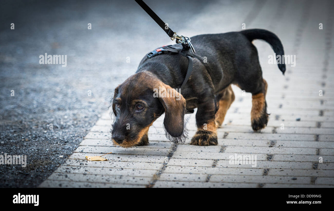 12 Wochen alte Dackel Welpen schnüffeln auf Bürgersteig Stockfoto