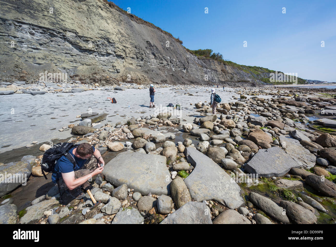 Jurassic Coast, Mann auf der Suche nach Fossilien, Lyme Regis, Dorset, England Stockfoto