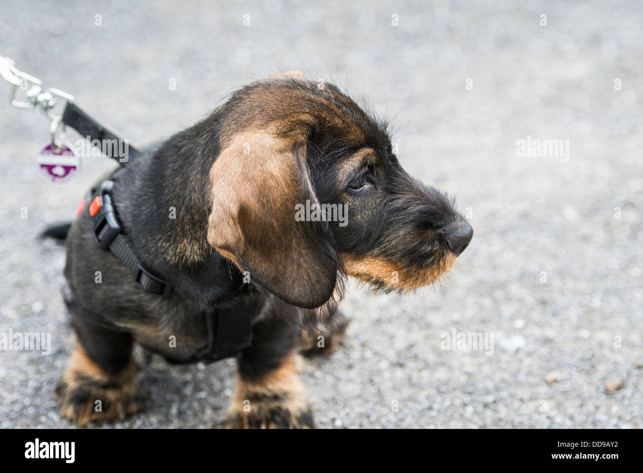 12 Wochen alte Dackel Welpen Stockfoto