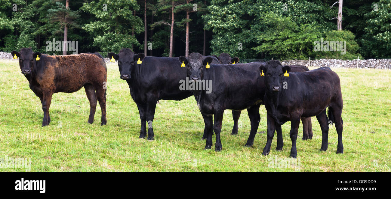 Kühe in einer Reihe mit gelben Ohrmarken Stockfoto