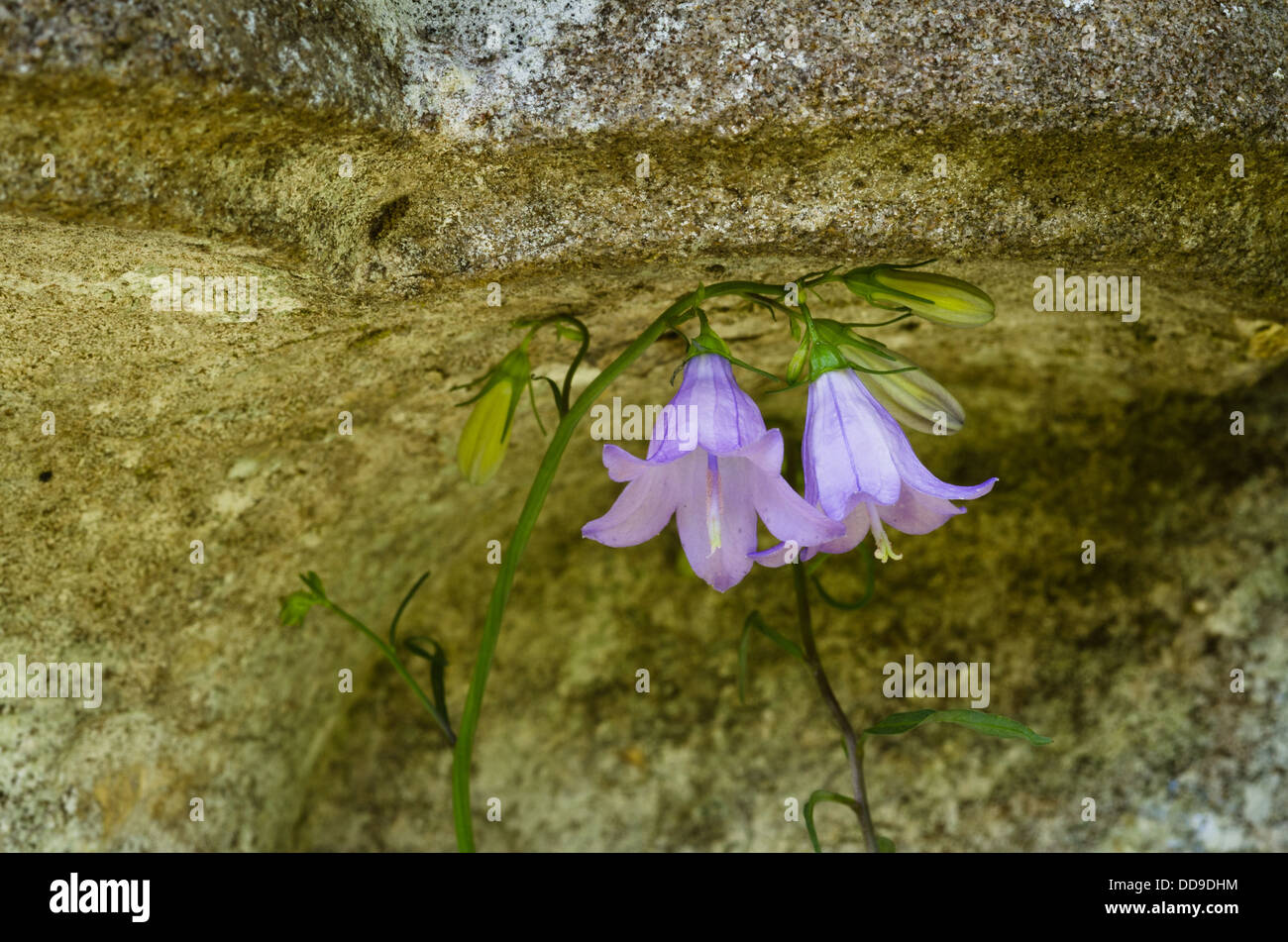 Glockenblume - Campanula Rotundifolia - Anbau von einer Steinmauer Stockfoto