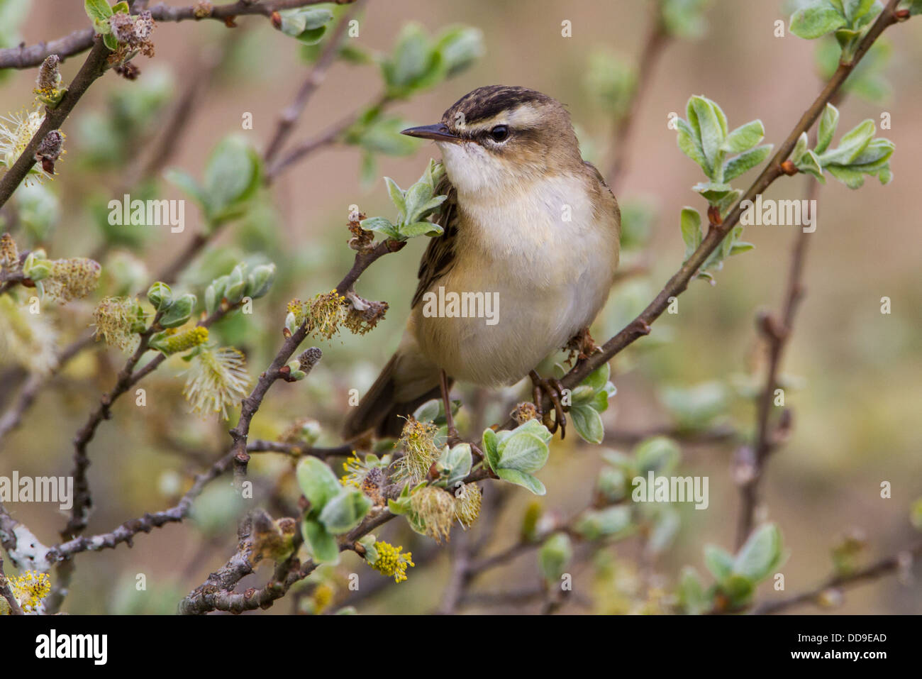 Schilfrohrsänger Acrocephalus Schoenobaenus, Stockfoto