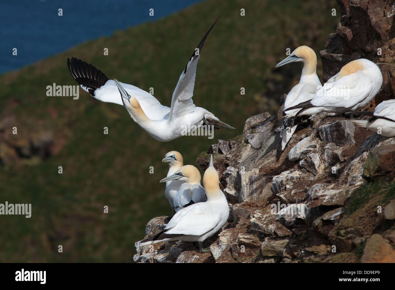 Basstölpel Morus Bassanus Kolonie verlassen Stockfoto