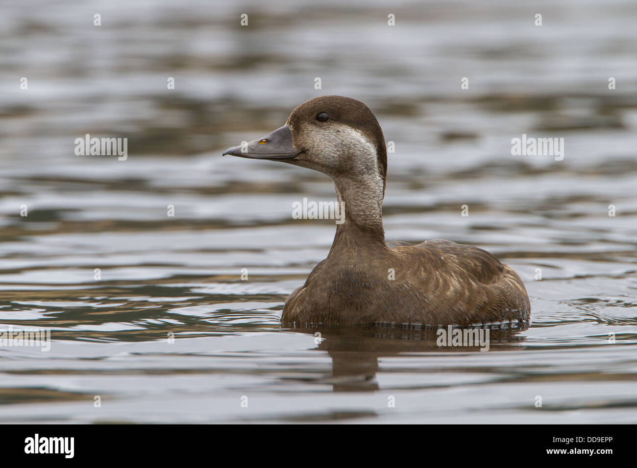 Gemeinsamen Scoter Melanitta Nigra, Weiblich Stockfoto