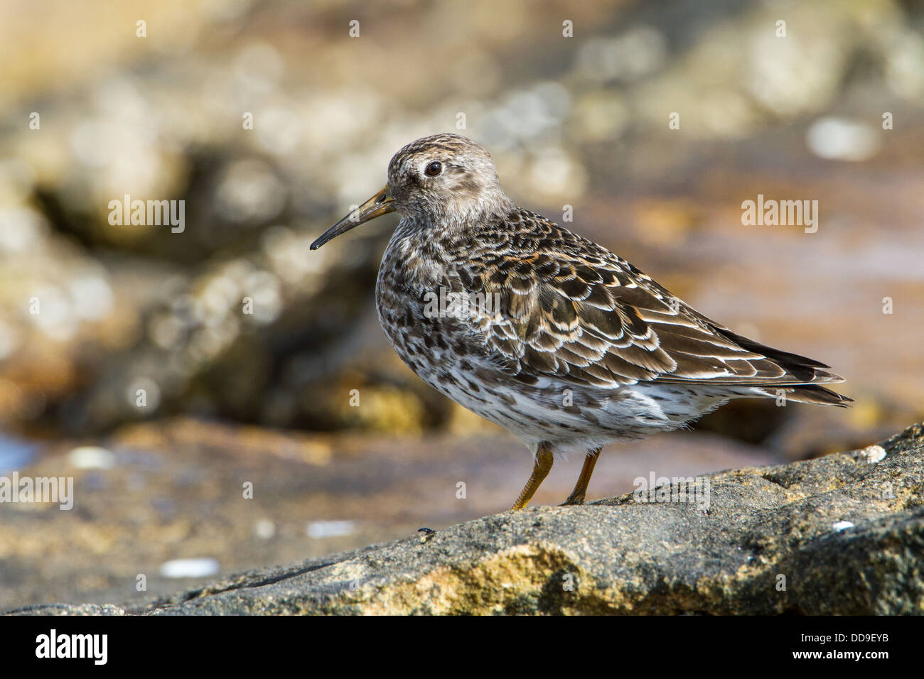 Lila Strandläufer Calidris Maritima in Zucht Gefieder Stockfoto