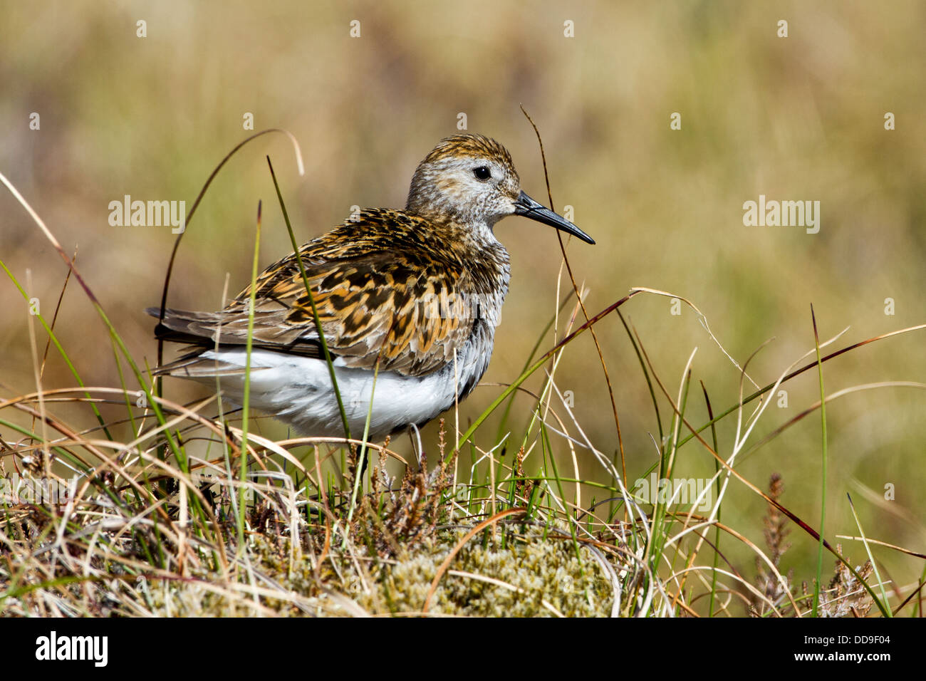 Alpenstrandläufer Calidris Alpina im Hochland Bruthabitat Stockfoto