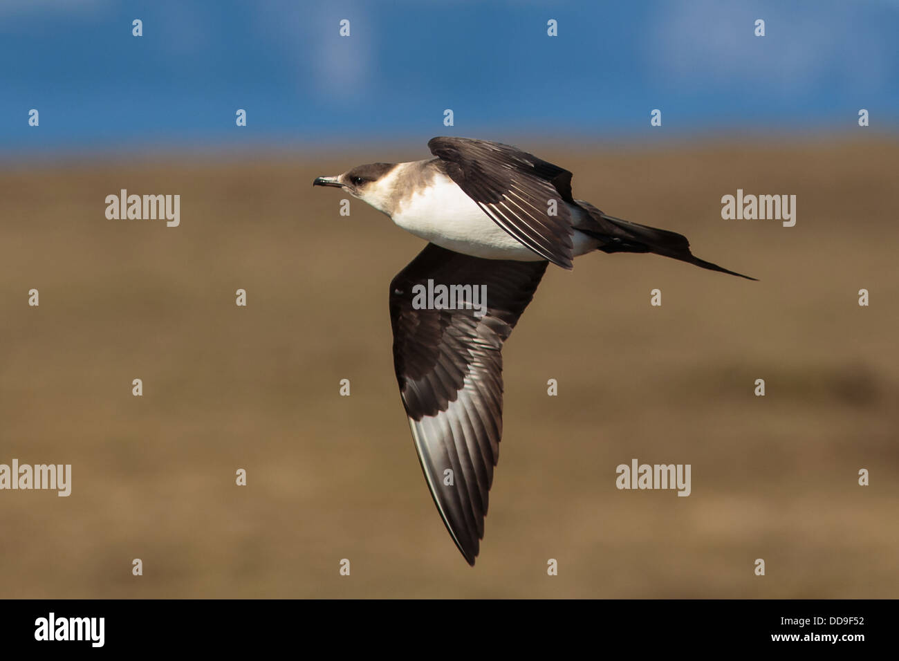 Blasse Phase Arctic Skua Stercorarius parasiticus Stockfoto