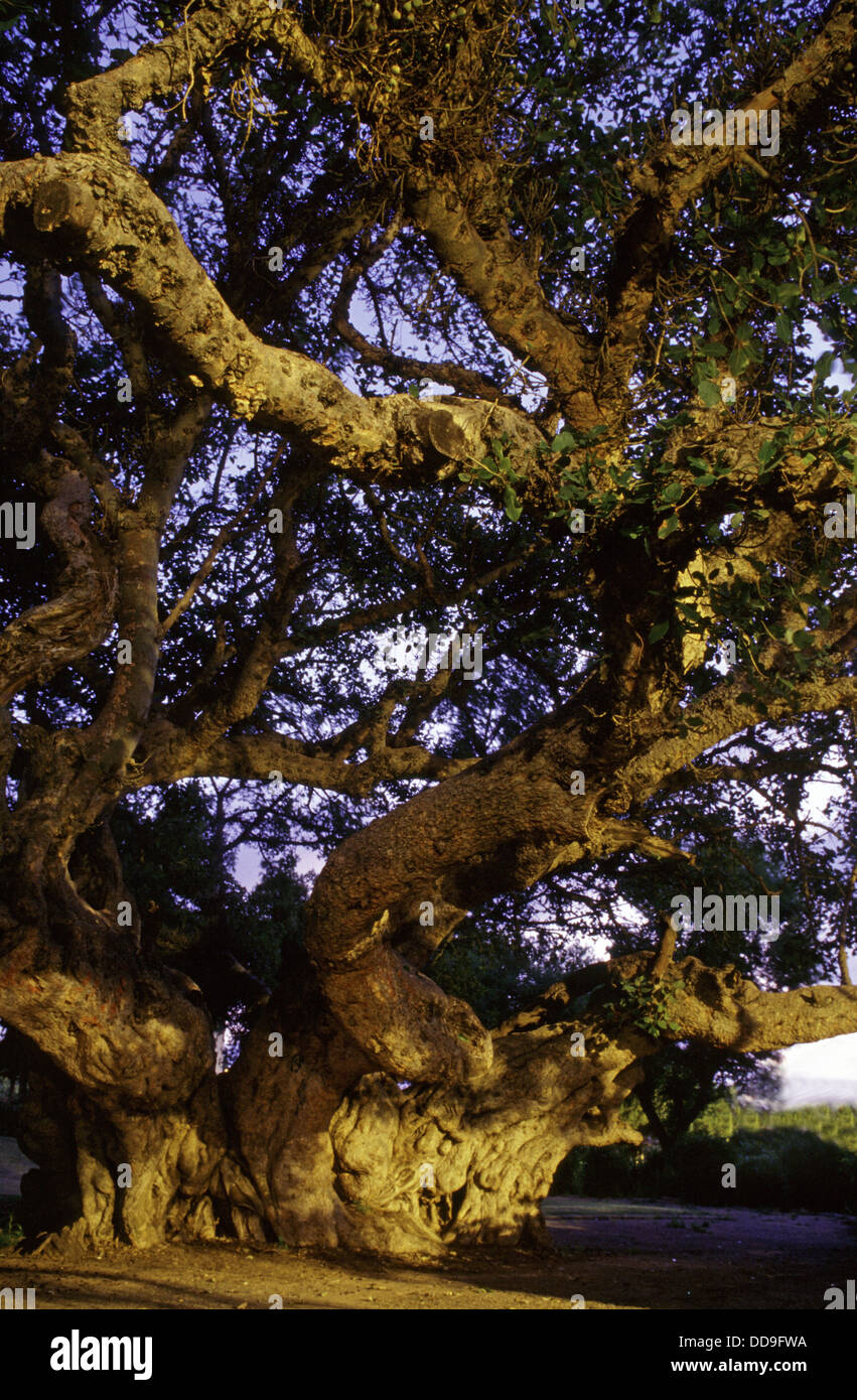 Alte dicken Stamm Maulbeerfeigenbaum in der Stadt Netanya, Israel Stockfoto