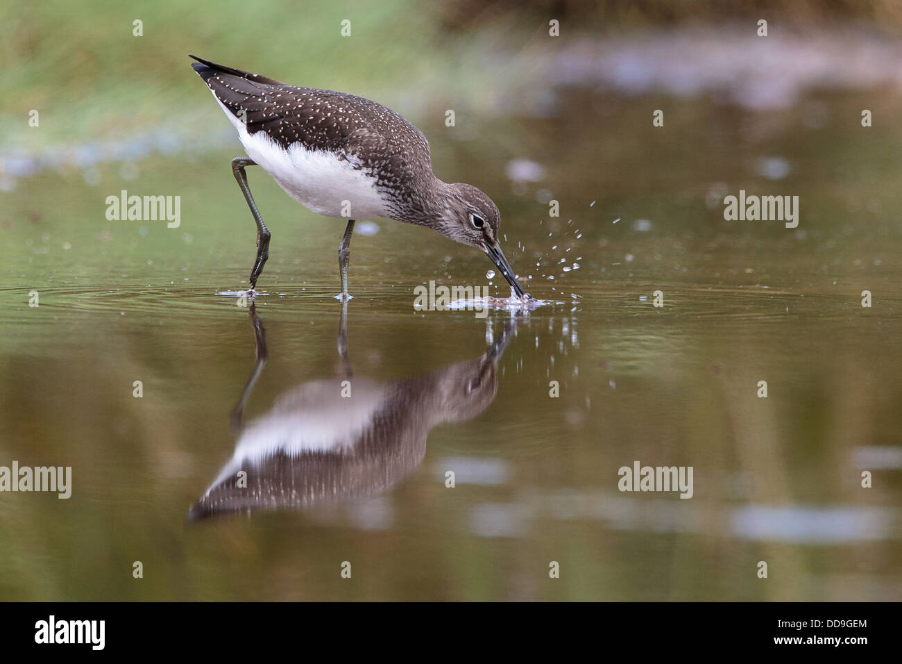 Green Sandpiper Tringa ochropus Stockfoto