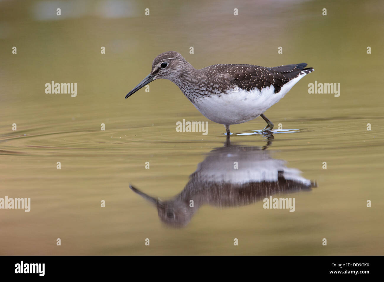 Green Sandpiper Tringa ochropus Stockfoto