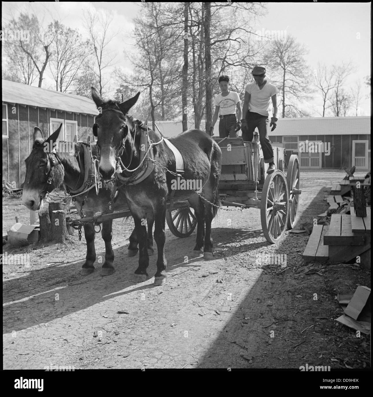 Im Jerome Relocation Center in Denson, Arkansas, verwenden zwei junge Evakuierte japanischer Herkunft Maultiere, um Güter zu transportieren, was die schwierigen Bedingungen der Internierung während des Zweiten Weltkriegs widerspiegelt Stockfoto
