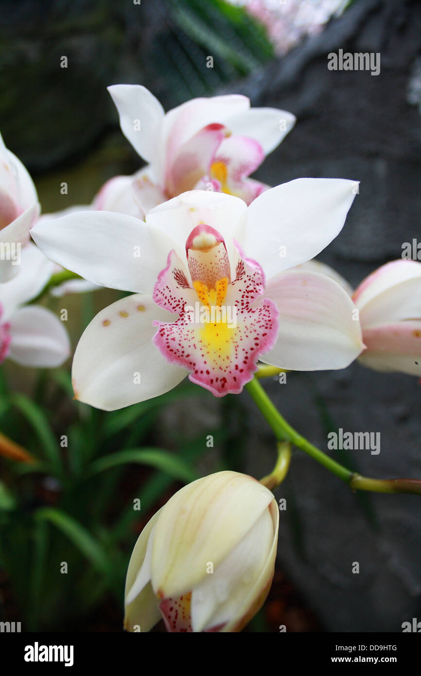 Orchidee ist eine Ranke Blume und die meisten Werte Stockfoto