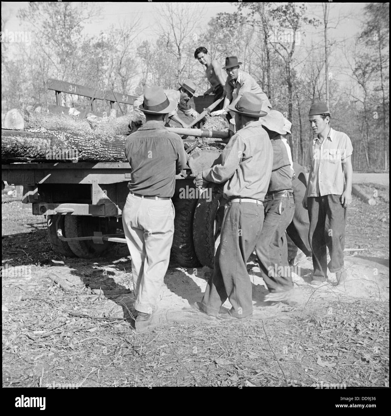 Jerome Relocation Center, Denson, Arkansas. Schnittholz für das Schleppen zum Zentrum laden betrieben s...--538822 Stockfoto