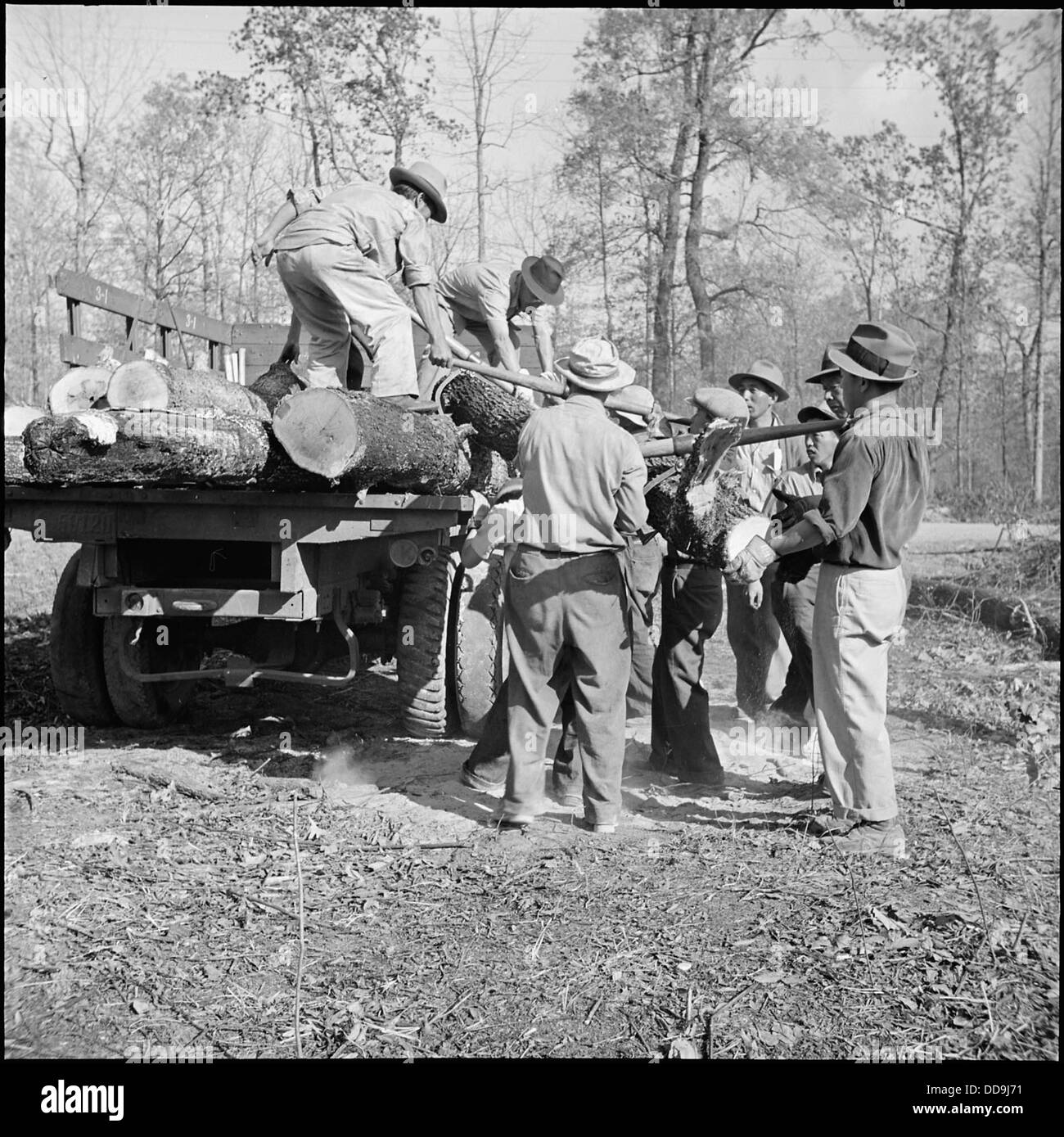Im Jerome Relocation Center in Denson, Arkansas, wird Schnittholz für den Transport zu einer vom Zentrum betriebenen Anlage geladen. Dies spiegelt die Arbeit wider, die während der Internierung japanischer Amerikaner geleistet wurde, wo verschiedene Aufgaben wie das Holzfädeln Teil der Arbeitsaufträge für Häftlinge waren. Stockfoto