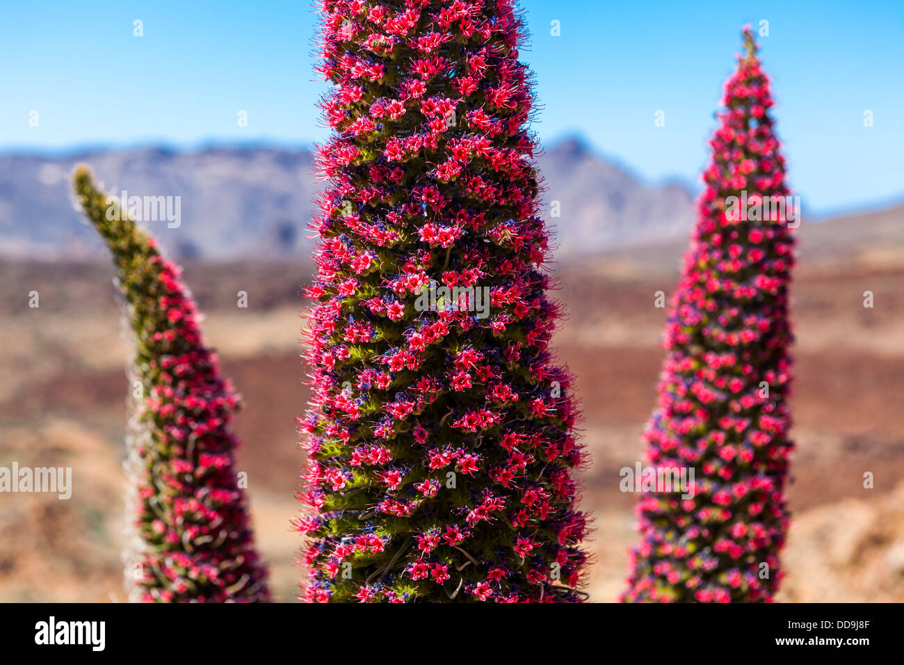 Spanien, Ansicht von rot blühende Taginaste im Teide-Nationalpark Stockfoto