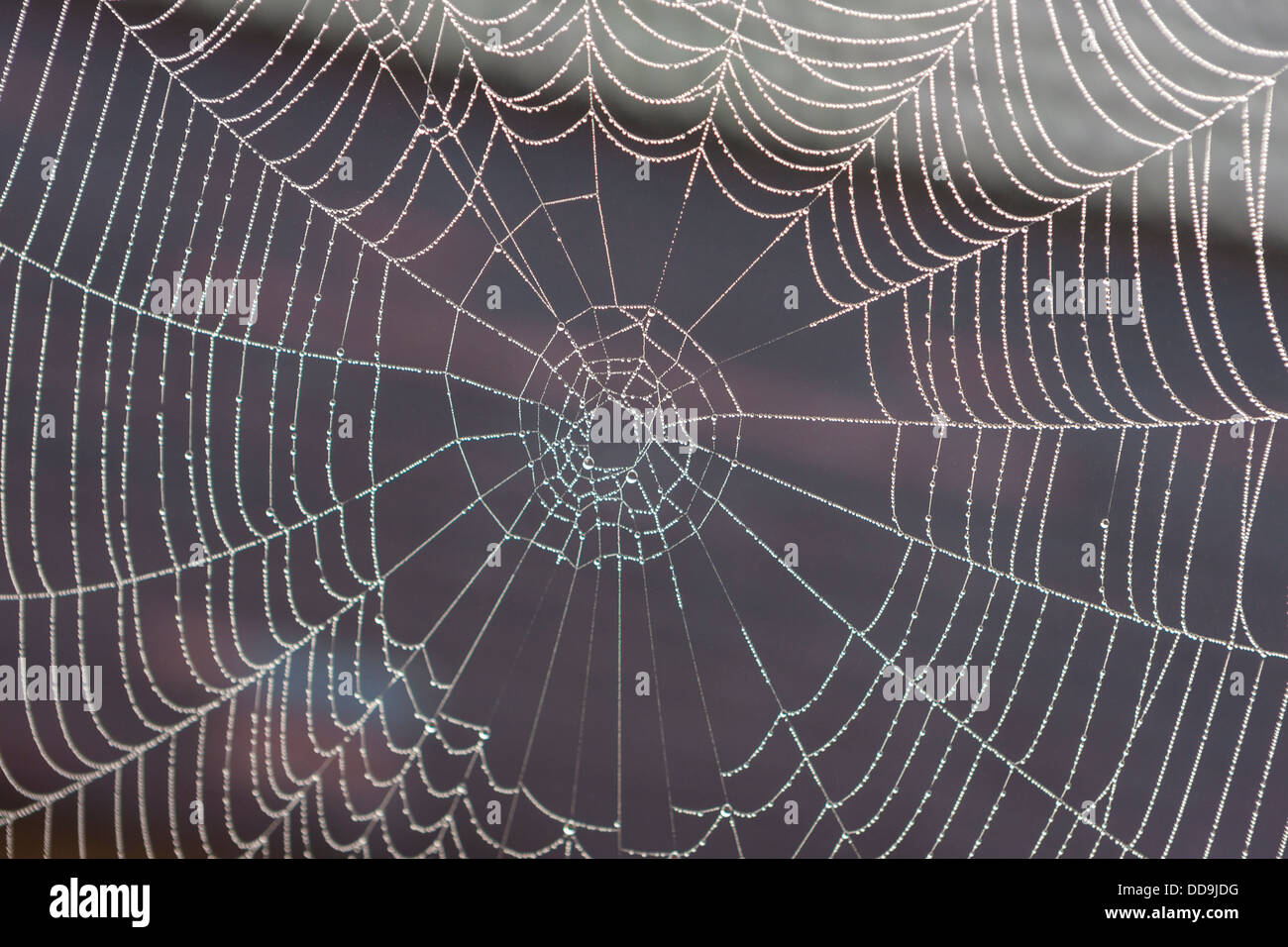 Deutschland, Bayern, Blick der Morgentau auf Spinnennetz Stockfoto