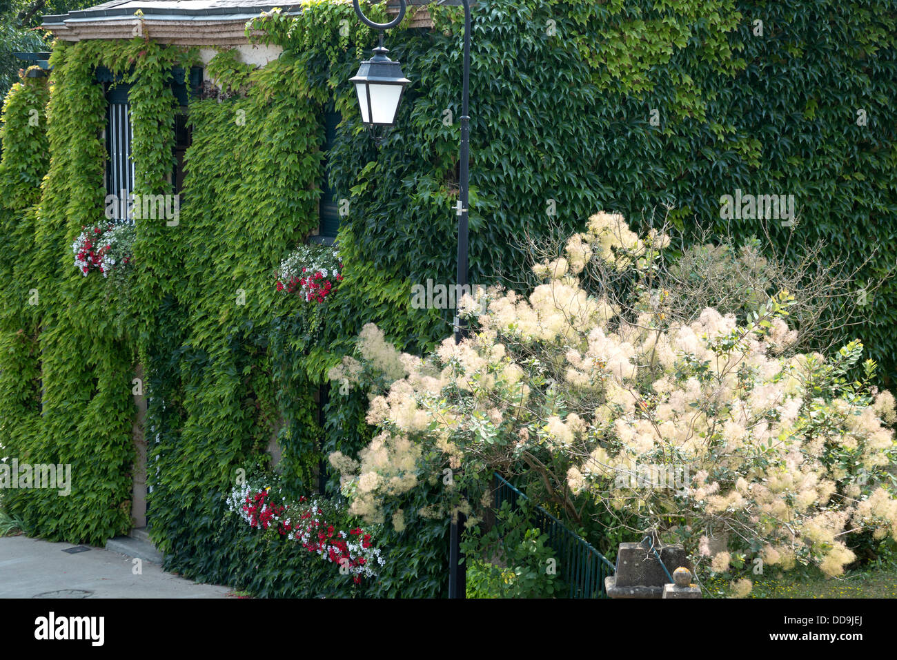 Frankreich Blume Pflanzen verschönern das Dorf Brissac Quitte Stockfoto