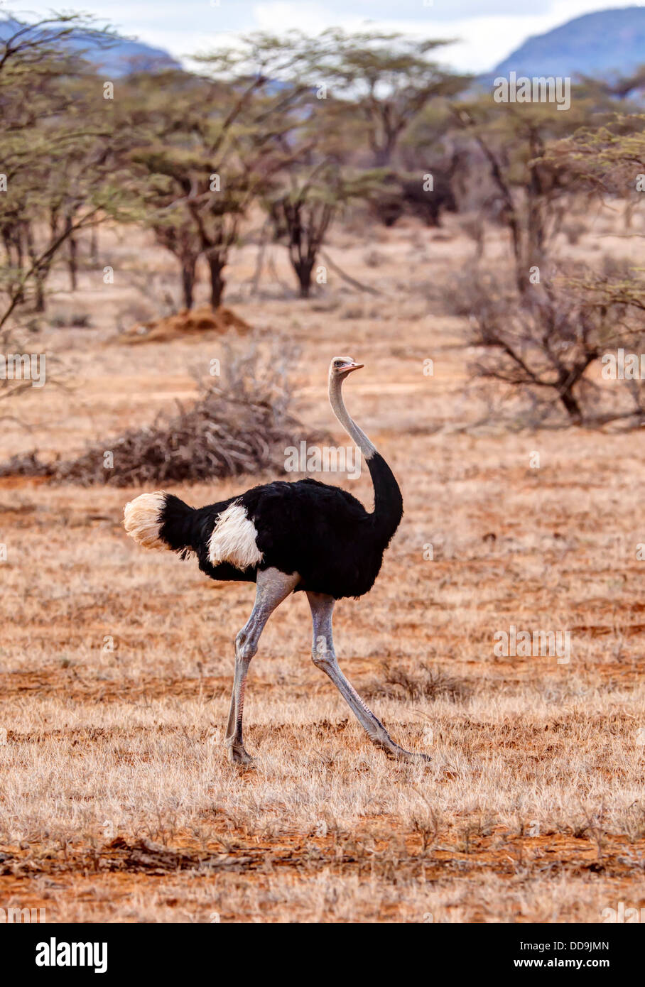 Afrika, Kenia, afrikanischen Strauß in Samburu National Reserve Stockfoto