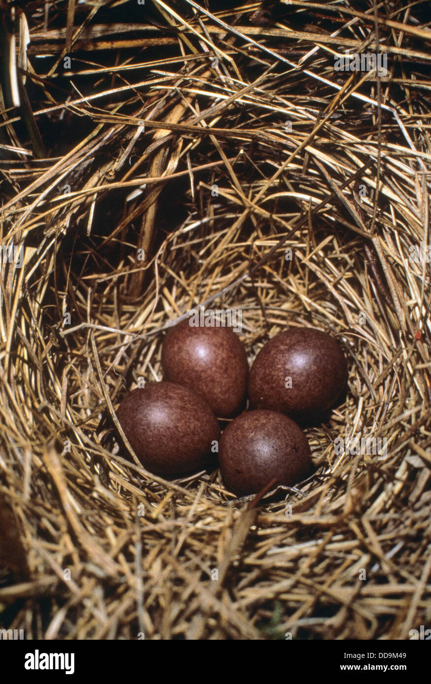 Waldpeige, Nest, Eier, Baumpieper, Baumpieper, Baum-Pieper, Ei, Hier, Gelege im Nest, Anthus trivialis Stockfoto