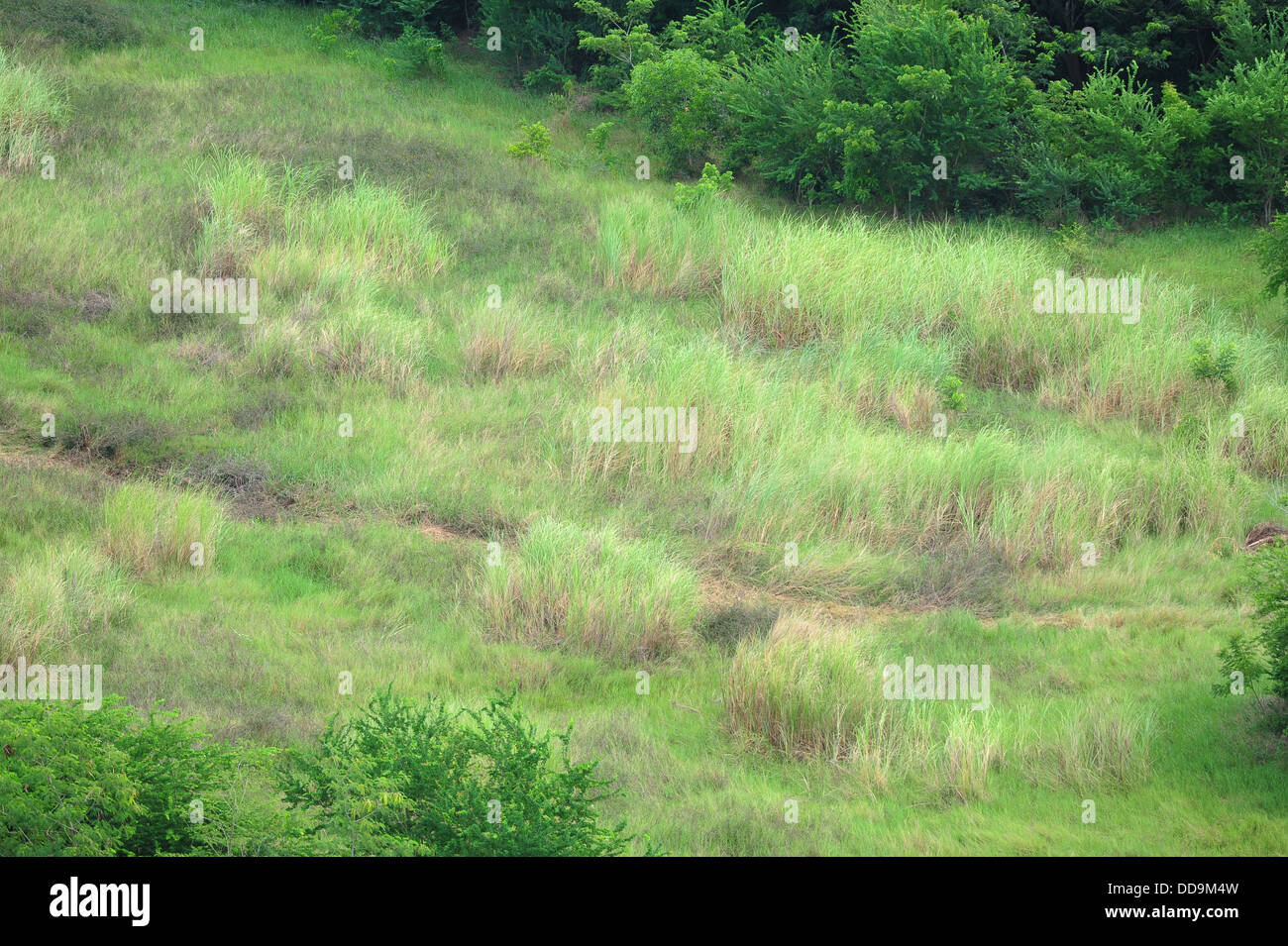 Grass im Wald Stockfoto