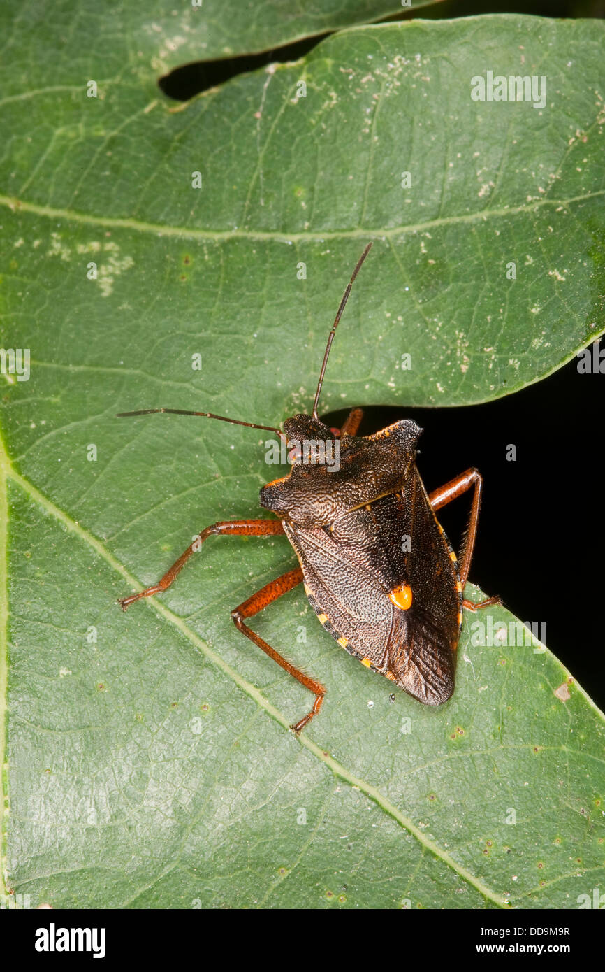 Waldkäfer, Rotbeinige Baumwanze, Pentatoma rufipes Stockfoto