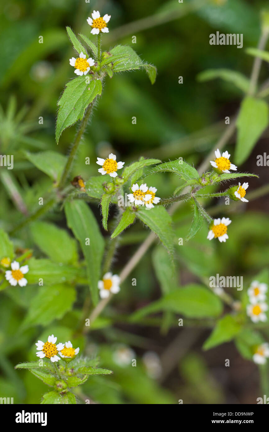 Shaggy Soldat, behaarte Galinsoga, Fransen Quickweed, Behaartes Franzosenkraut, Behaartes Knopfkraut, Galinsoga ciliata Stockfoto