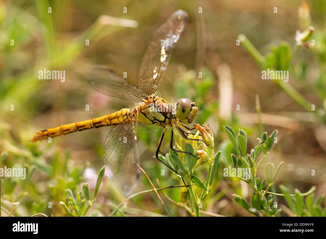 Großen Darter Libelle, Nahaufnahme Stockfoto