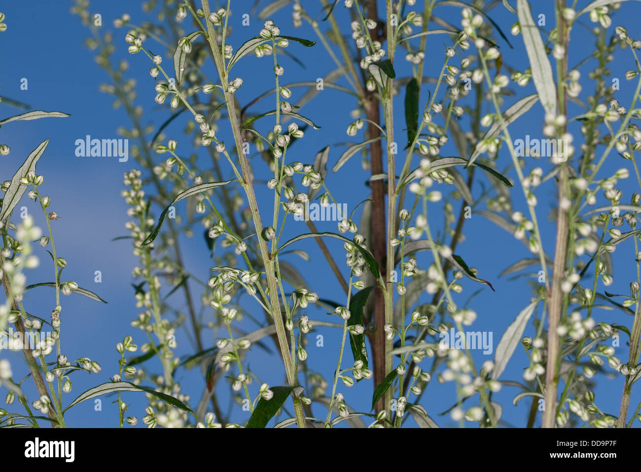 Gemeinsamen Wermut, Beifuß, Beifuss, Artemisia Vulgaris, Gewöhnlicher Beifuß Stockfoto