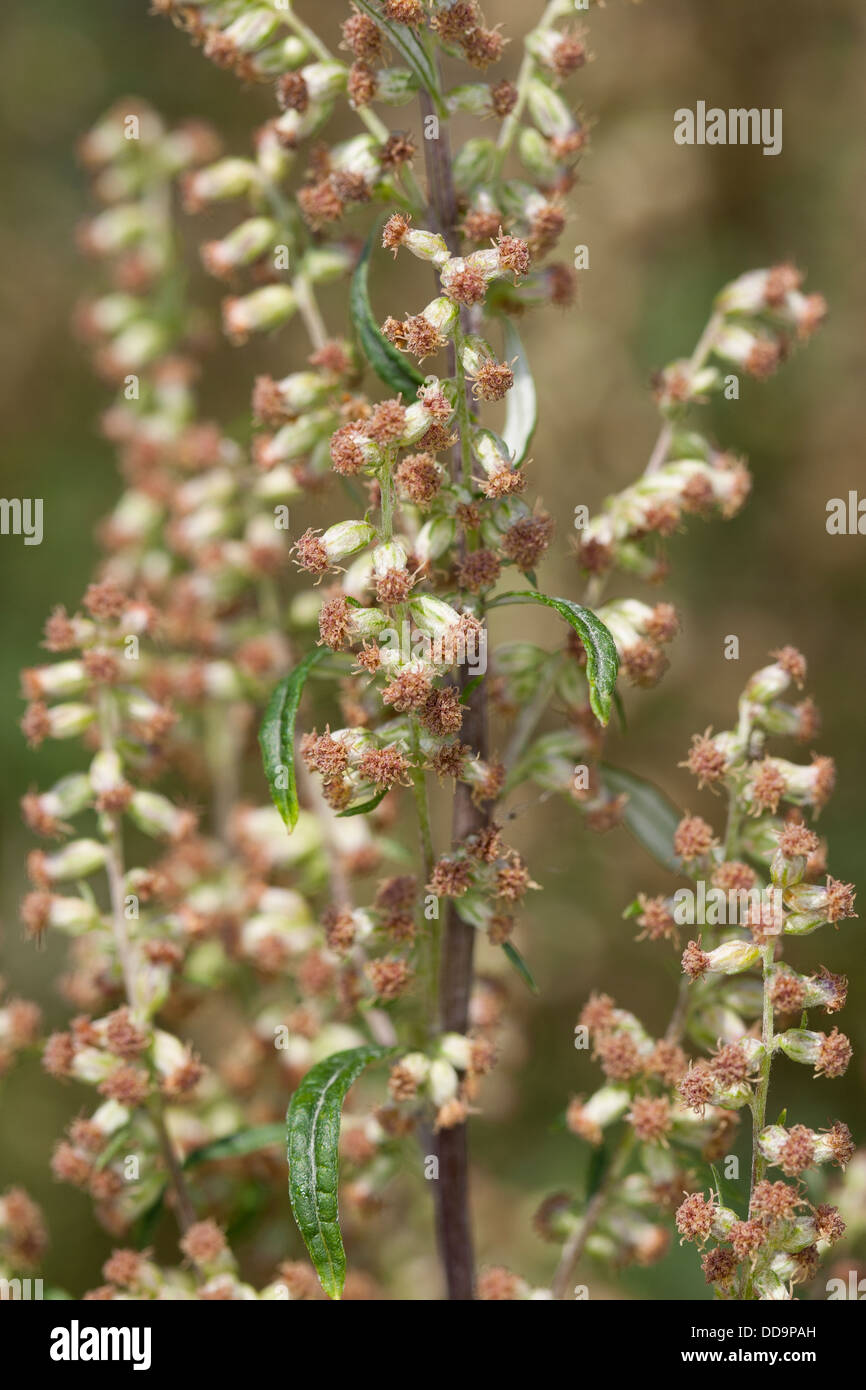 Gemeinsamen Wermut, Beifuß, Beifuss, Artemisia Vulgaris, Gewöhnlicher Beifuß Stockfoto