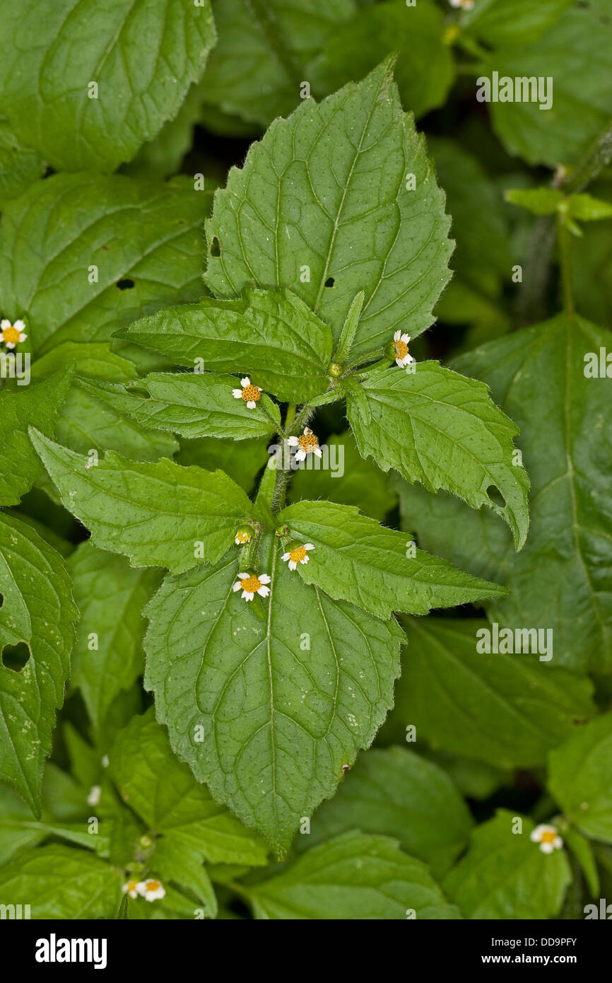 Shaggy Soldat, behaarte Galinsoga, Fransen Quickweed, Behaartes Franzosenkraut, Behaartes Knopfkraut, Galinsoga ciliata Stockfoto