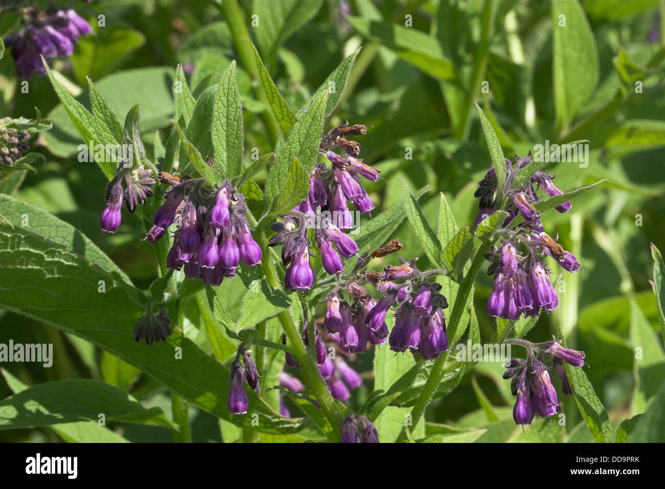 Gemeinsamen Beinwell, Gewöhnlicher Beinwell, Arznei-Beinwell, Beinwurz, Wilder Komfrey, Symphytum Officinale, Consoude officinale Stockfoto