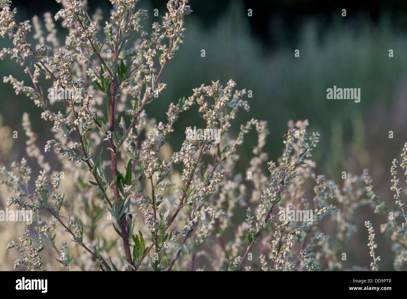 Gemeinsamen Wermut, Beifuß, Beifuss, Artemisia Vulgaris, Gewöhnlicher Beifuß Stockfoto