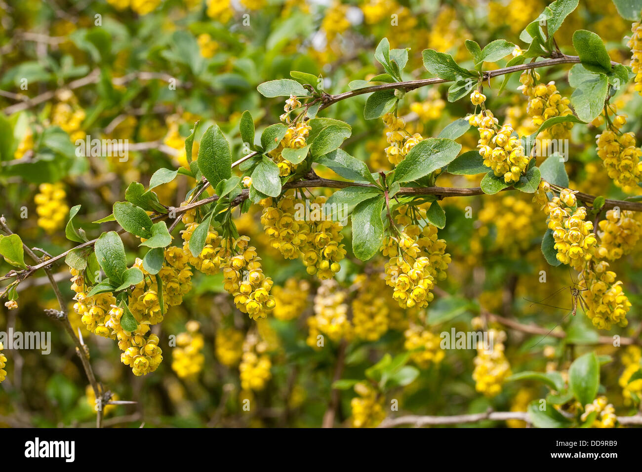 Gemeinsamen Berberitze, Europäische Berberitze, Gewöhnliche Berberitze, Sauerdorn, Berberis Gemeinsamen Berberitze, Europäische Berberitze, Gewöhnliche Berberitze, Sauerdorn, Berberis