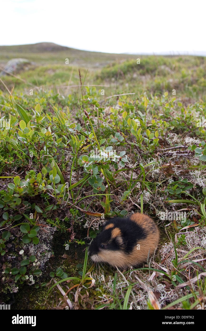 Norwegen Lemming, Norwegisch Lemming, Berglemming, Berg-Lemming, Lemming, Lemmus Lemmus Stockfoto