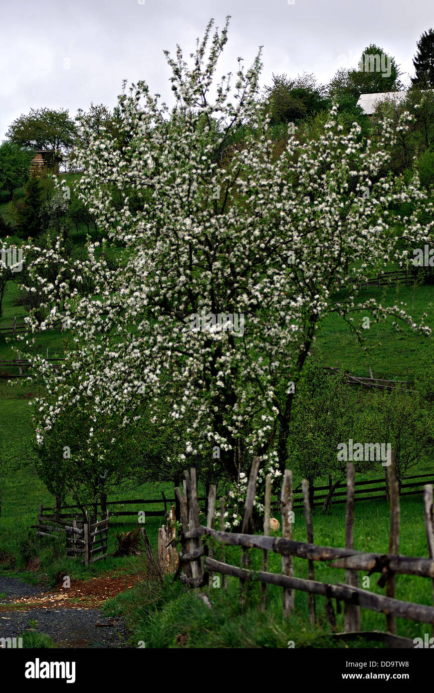 Apfelbaum Blüte im Dorf Hof umgeben von einem hölzernen Zaun neben dem lokalen Feldweg. Stockfoto