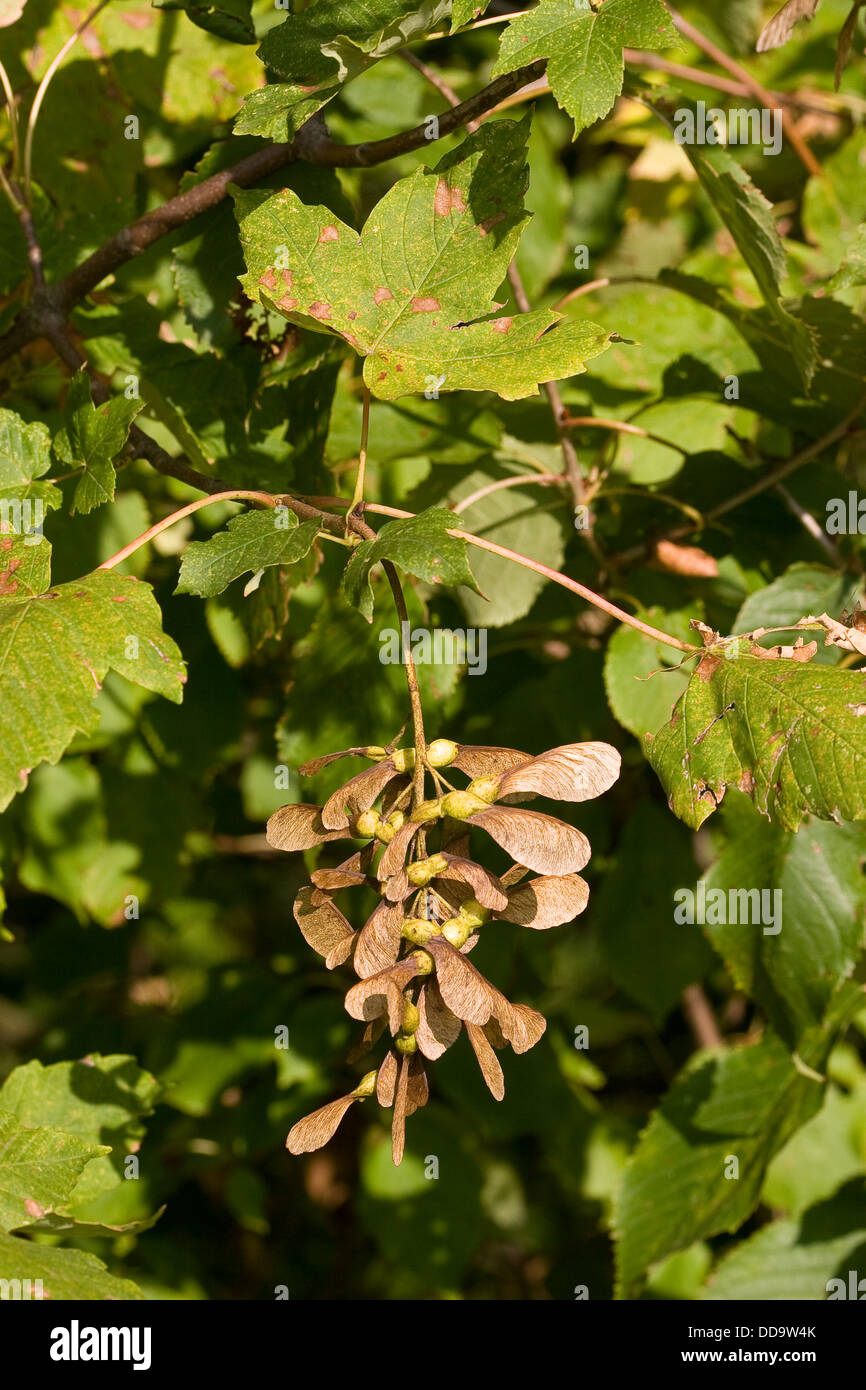 Bergahorn, BergAhorn, Ahorn, Ahorn, Ahorn, Ahorn, Acer pseudoplatanus