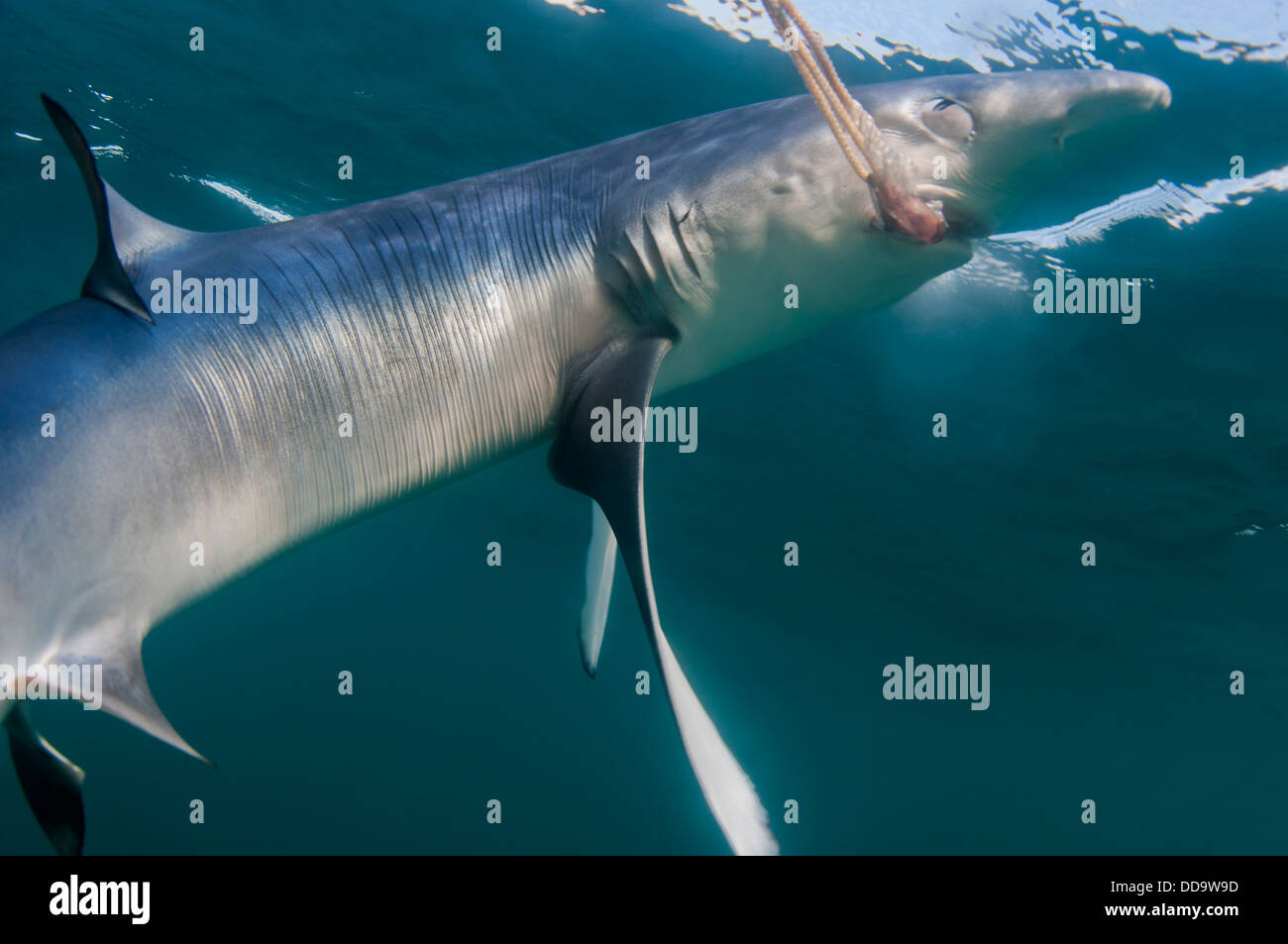 Ein Blauhai nehmen den Köder in Cornwall, Großbritannien Stockfoto