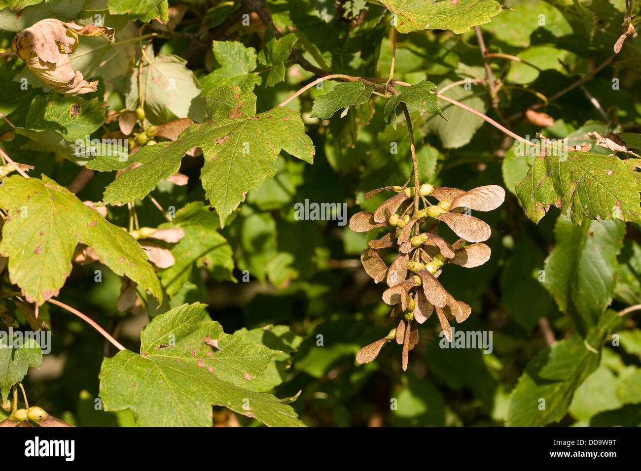 Wie Heißen Die Früchte Des Ahorn www.alamy.de
