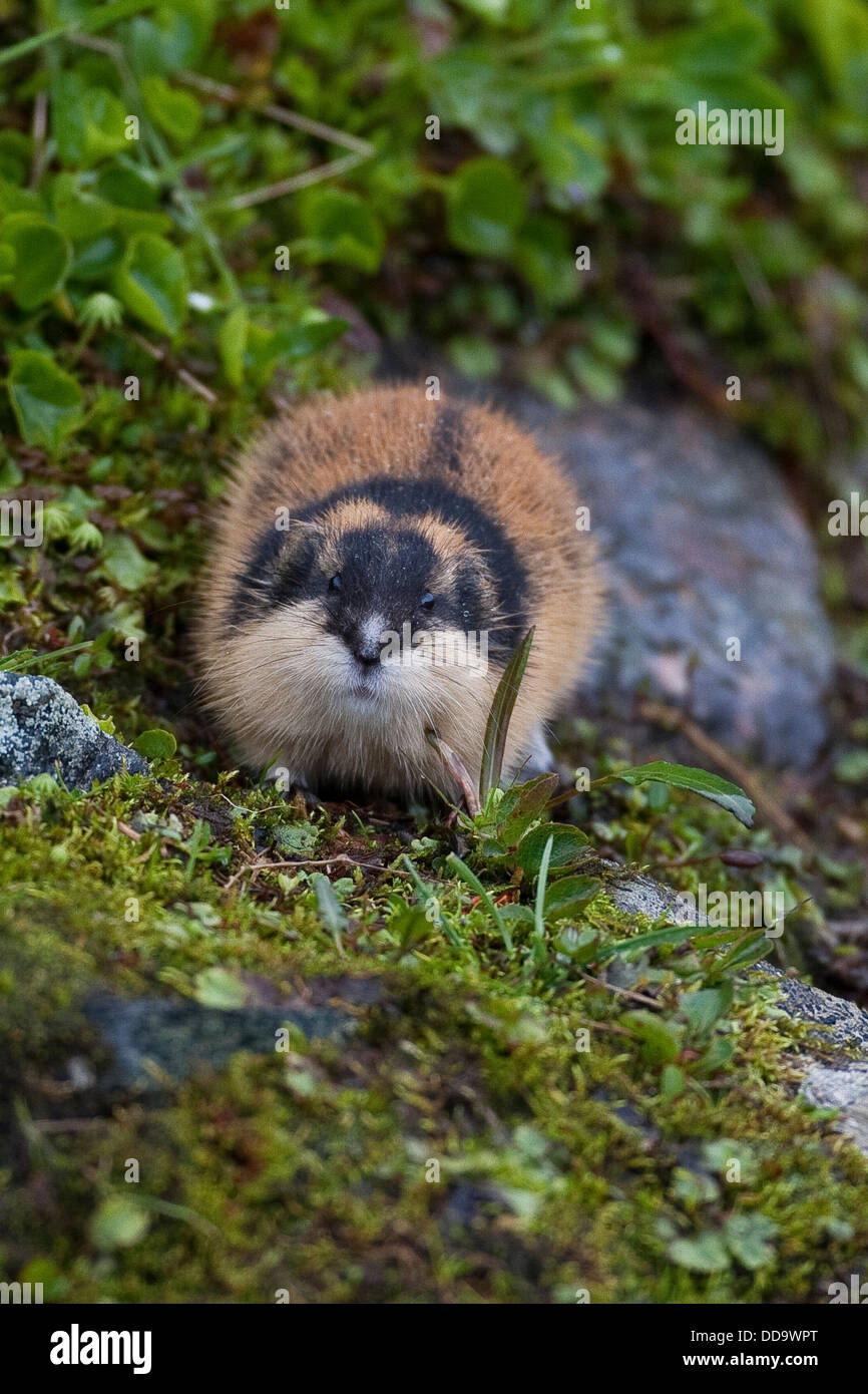 Norwegen, Norwegisch, Lemming Lemming, berglemming, Berg-Lemming ...