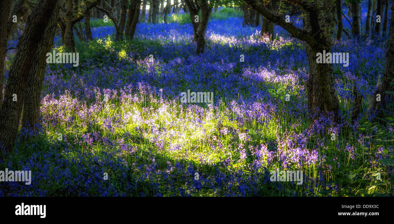 Schottland, Bluebell Blumen Stockfoto